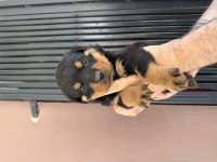 Rottweiler Irk Ve Sağlık Garantisini Belgeli Veriyorum