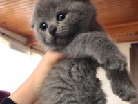 scottish fold kız ve erkek son 2 yavru