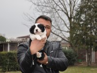 a kalitede border collie yavruları