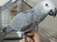 7 AYLIK JAKO ELE ALIŞKIN EL BESLEME PAPAĞAN
