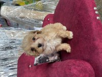 YAVRU MALTİPOO BEBEKLERİME YUVA ARIYORUM