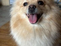 Dişi 2 yaşında pomeranian