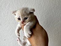 Tricolour british shorthair dişi 40 günlük