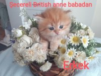 British Longhair Golden secereli anne babadan