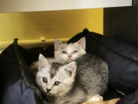 British shorthair calico ve silver iki kardeş