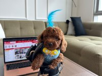Hiçbir yerde Göremeyeceğiniz Toy poodle Bebekler
