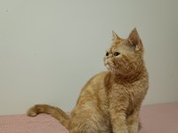 Dişi iran kedisi safkan