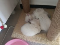British shorthair kedimiz sahiplendirilecek