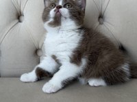 Dişi cinnamon bicolor british shorthair
