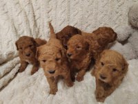 Toy Poodle Orjinal Safkan Yavrular