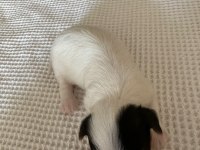 Biewer Yorkie 15 günlük (2 aylıkken sahiplendirilecek)