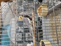 Grey Takım Sultan Papağanı Çifti