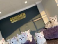 KEDİCİDEN RENK RENK BRITISH SHORTHAIR YAVRULARI ANKARA