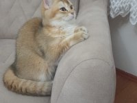 Uyguna sahiplendirme british shorthair acil