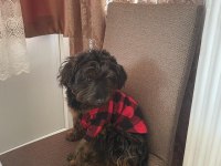 Sevimli ve zeki maltipoo