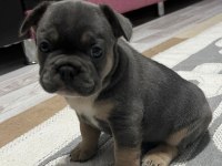 İsabella & Fluffy Taşıyıcı French Bulldog Bebekler