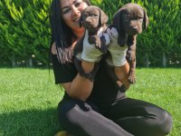 Çikolata labrador yavrularım
