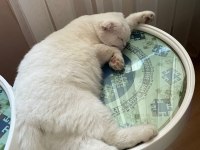 Bakımlı scottish fold 1 yaşında