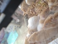 Suriye hamster yavrularımız