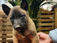 Belçika Malinois Yavruları