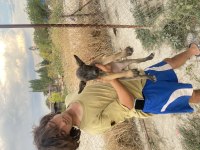 A Kalite Malinois Yavrularımız
