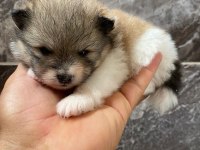 Orjinal pomeranian boo yavrular