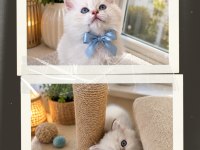 Safkan Bebek British Longhair Mavi Gözlü