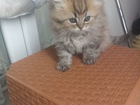 British longhair yavrumuz yeni ailesini bekliyor