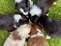 Dünyanın en akıllı köpeği border collie