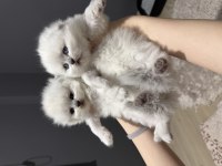 Scottish Longhair Bebeklerimiz