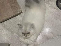 British Longhair blue point