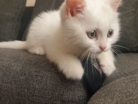 60 Günlük Beyaz British Shorthair Oyuncu Sevimli