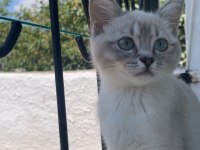 2 tane dişi 4 aylık sahiplendirilecek kedimiz