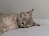 British Shorthair 8 Aylık Kedimiz