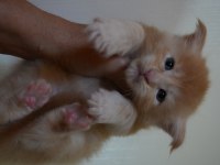 Kalitenin Adresi Big Claw Maine Coon
