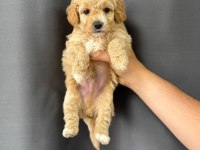 2 Aylık Yavru Maltipoo