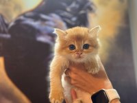 Show Kalite Golden NY12 Erkek British Longhair