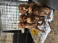 Mükemmel Renge Sahip Evinizin Neşesi olacak poodle köpekler