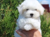 Korean bichon frise 1 buçuk kg