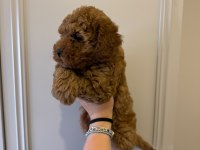 60 günlük mini poodle