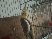 Eşe hazır 1 yaşında evcil erkek sultan papağanı