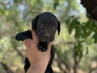 Güçlü ve dünyalar güzeli cane corso yavrular