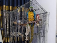 11-12 aylık macaw papağanı