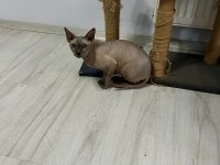 1,5 yaşında sfenks