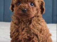 Toy Poodle Köpekler