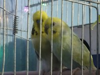 1 Defa Yavru Alınmış Hazır Eş Muhabbet Kuşu