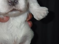 Maltese terrier köpeğimiz
