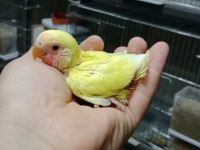 Alıştırmalık sevda papağanı bebekleri