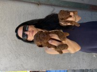 Toy poodle yavrularım ped eğitimlidir