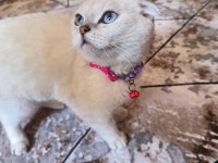 Scottish fold 5 aylık